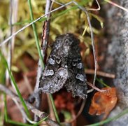Glaucous Shears (Papestra biren)
