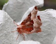 Praktmånemåler (Selenia tetralunaria)