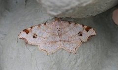 Peacock Moth (Macaria notata)