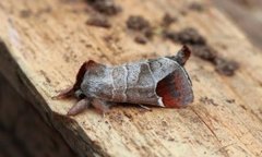 Rødflekkstjertspinner (Clostera curtula)