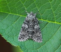 Ospekveldfly (Acronicta megacephala)