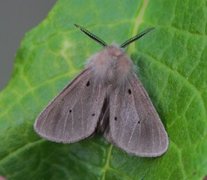 Muslin Moth (Diaphora mendica)