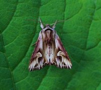 Purple Cloud (Actinotia polyodon)