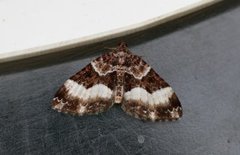 Sharp-angled Carpet (Euphyia unangulata)