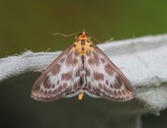Small Magpie (Anania hortulata)