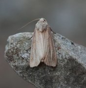 Lyme Grass (Longalatedes elymi)