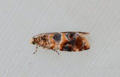Oak Marble (Lobesia reliquana)