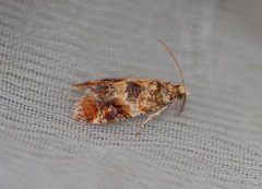 Oak Marble (Lobesia reliquana)