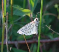 Black-veined Moth (Siona lineata)