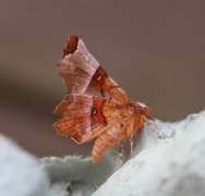 Flikmånemåler (Selenia lunularia)