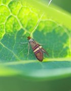 Small Barred Long-horn (Adela croesella)
