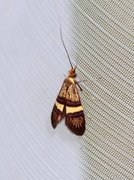 Small Barred Long-horn (Adela croesella)