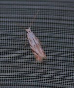 Birch Bent-wing (Bucculatrix demaryella)