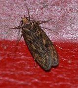 Brown House Moth (Hofmannophila pseudospretella)
