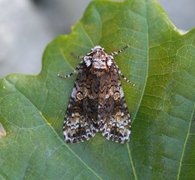 The Coronet (Craniophora ligustri)
