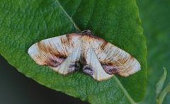 Scorched Wing (Plagodis dolabraria)
