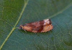 Honeysuckle Bell (Eucosmomorpha albersana)