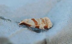 Thistle Conch (Aethes cnicana)