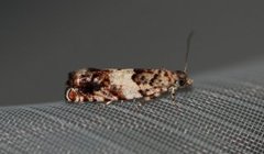 White Sallow Bell (Epinotia subocellana)