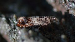 White Sallow Bell (Epinotia subocellana)