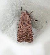 Pale Mottled Willow (Caradrina clavipalpis)