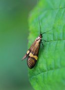 Yellow-barred Long-horn (Nemophora degeerella)