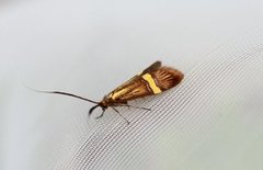 Yellow-barred Long-horn (Nemophora degeerella)