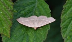 Olive Crescent (Trisateles emortualis)