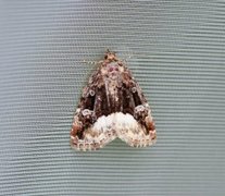 Marbled White Spot (Deltote pygarga)