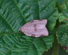 Large Ivy Tortrix (Lozotaenia forsterana)