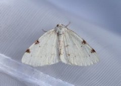 White-pinion Spotted (Lomographa bimaculata)