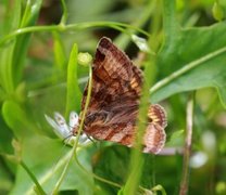 Brunt slåttefly (Euclidia glyphica)