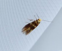 Lime Bent-wing (Bucculatrix thoracella)