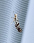 Argyresthia curvella