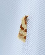 Thistle Conch (Aethes cnicana)