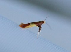 Caloptilia alchimiella