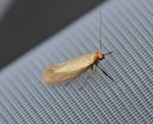 Argyresthia glabratella