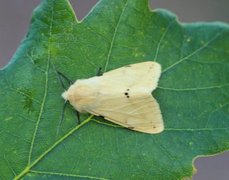 Gul tigerspinner (Spilarctia lutea)