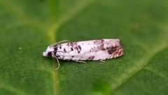 Landøydaengvikler (Eucosma campoliliana)