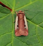 Flame Shoulder (Ochropleura plecta)