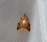 Yellow-spot Tortrix (Pseudargyrotoza conwagana)