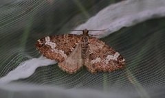 Dålundmåler (Perizoma alchemillata)