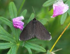 Chimney Sweeper (Odezia atrata)
