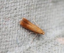 Oak Carl (Tischeria ekebladella)