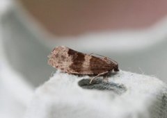 Great Marble (Pseudosciaphila branderiana)