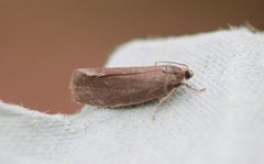 Great Marble (Pseudosciaphila branderiana)