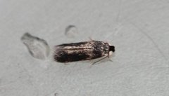 Zimmermannia longicaudella