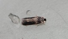 Ectoedemia longicaudella