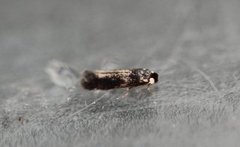 Ectoedemia longicaudella