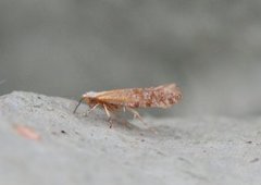 Juniper Argent (Argyresthia dilectella)